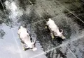 济南中麓府楼盘图105