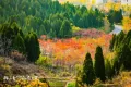 绿地御山台户型图10