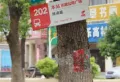 香溢花城楼盘图13