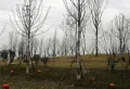 德阳保利国际城香槟国际楼盘图33