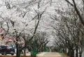 融创彰泰金茂玺悦和鸣楼盘图11