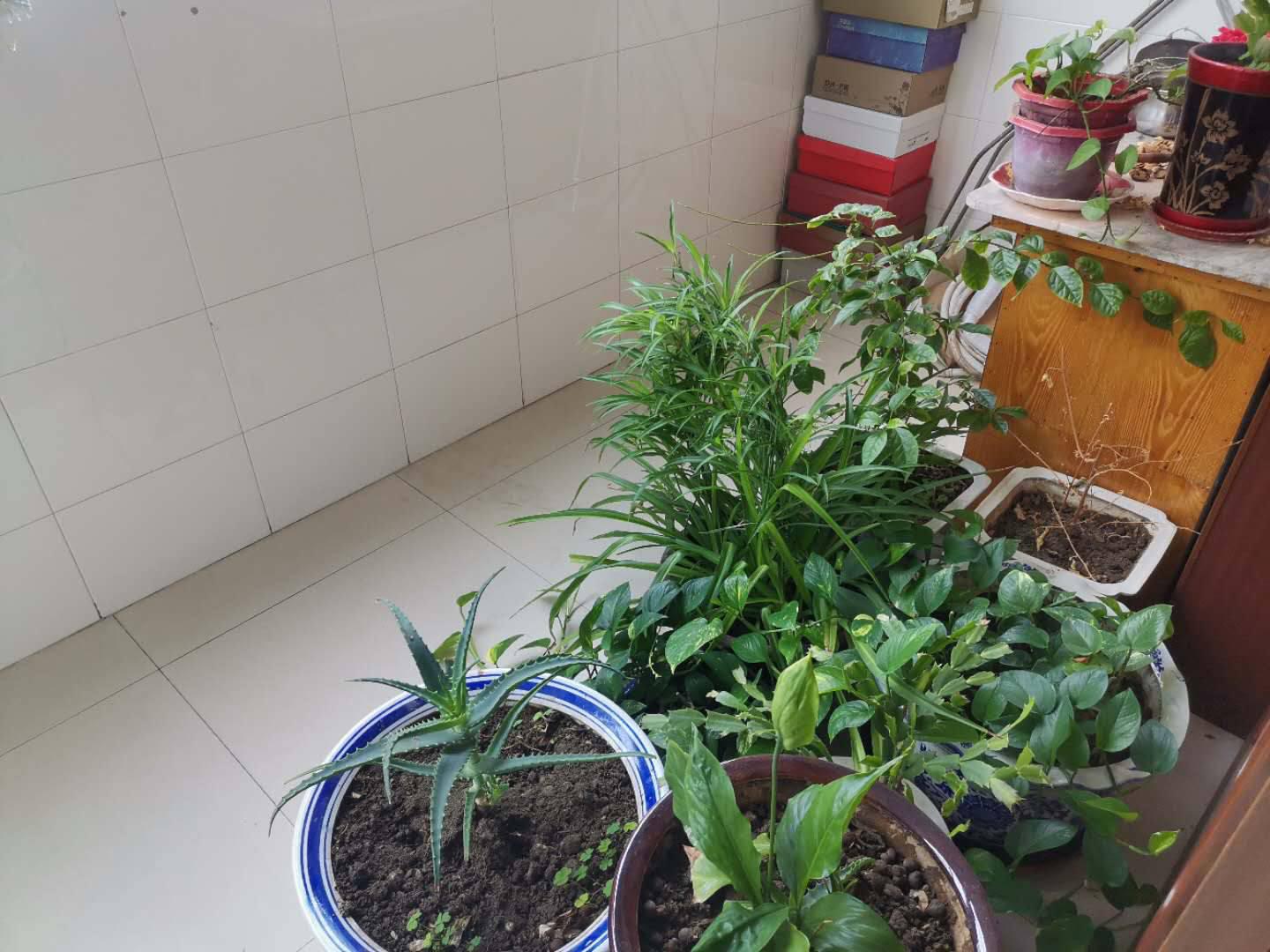 大林山学校附近,大林山小区满五步梯二层,精装三室,大平米房屋不售8