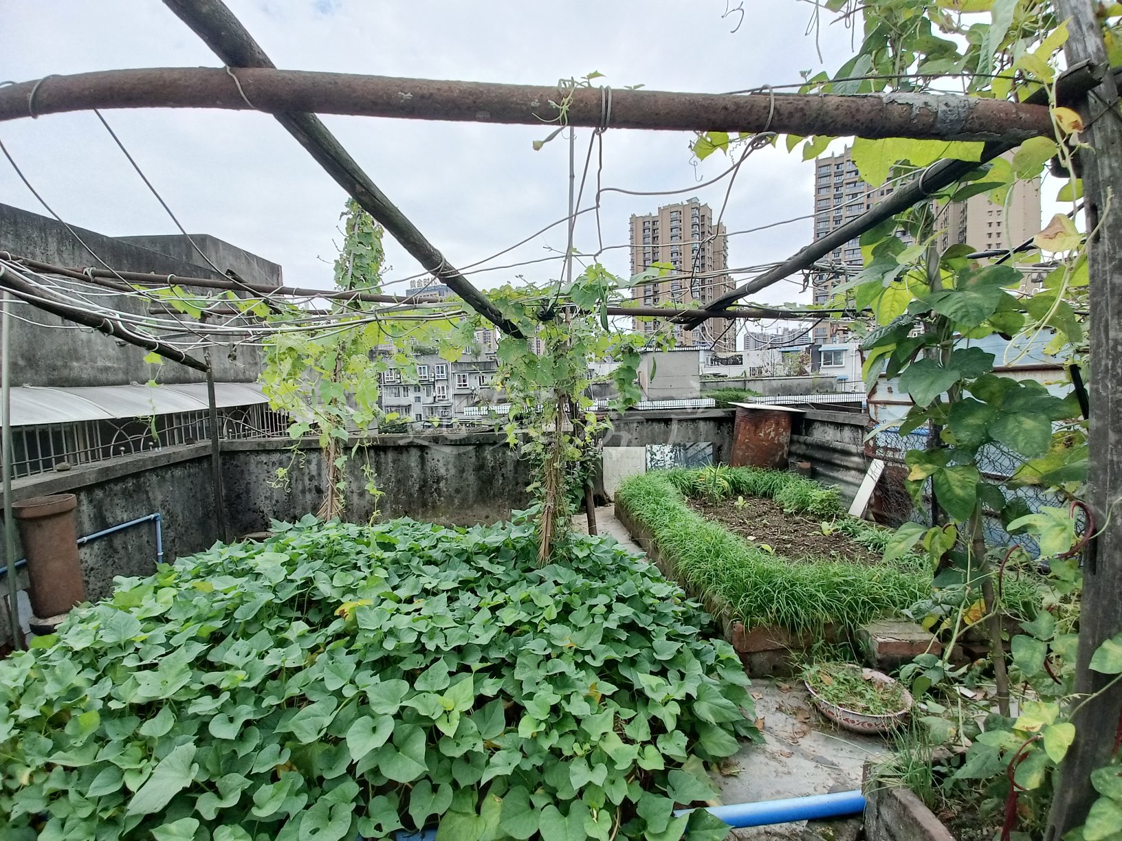 农机局宿舍,时代广场附近,带楼顶花园,过几天去拍照2
