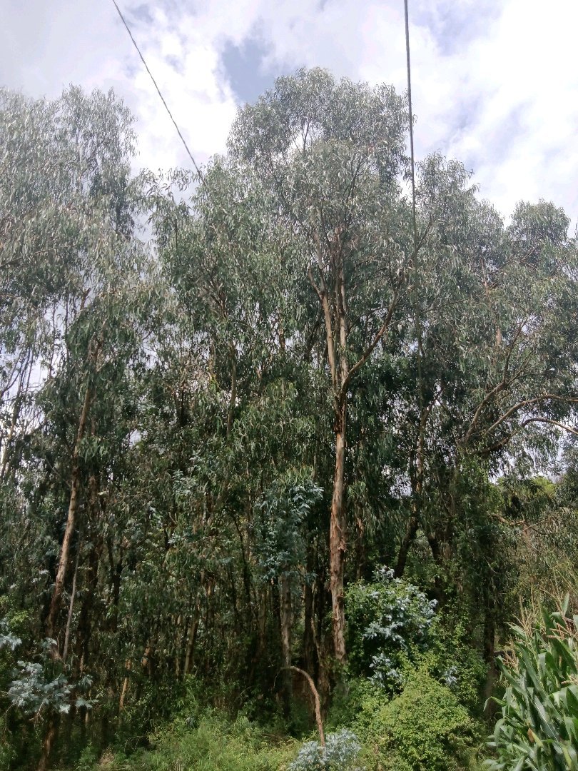 三家塘,是一片山林,可以种植,养植都可以8