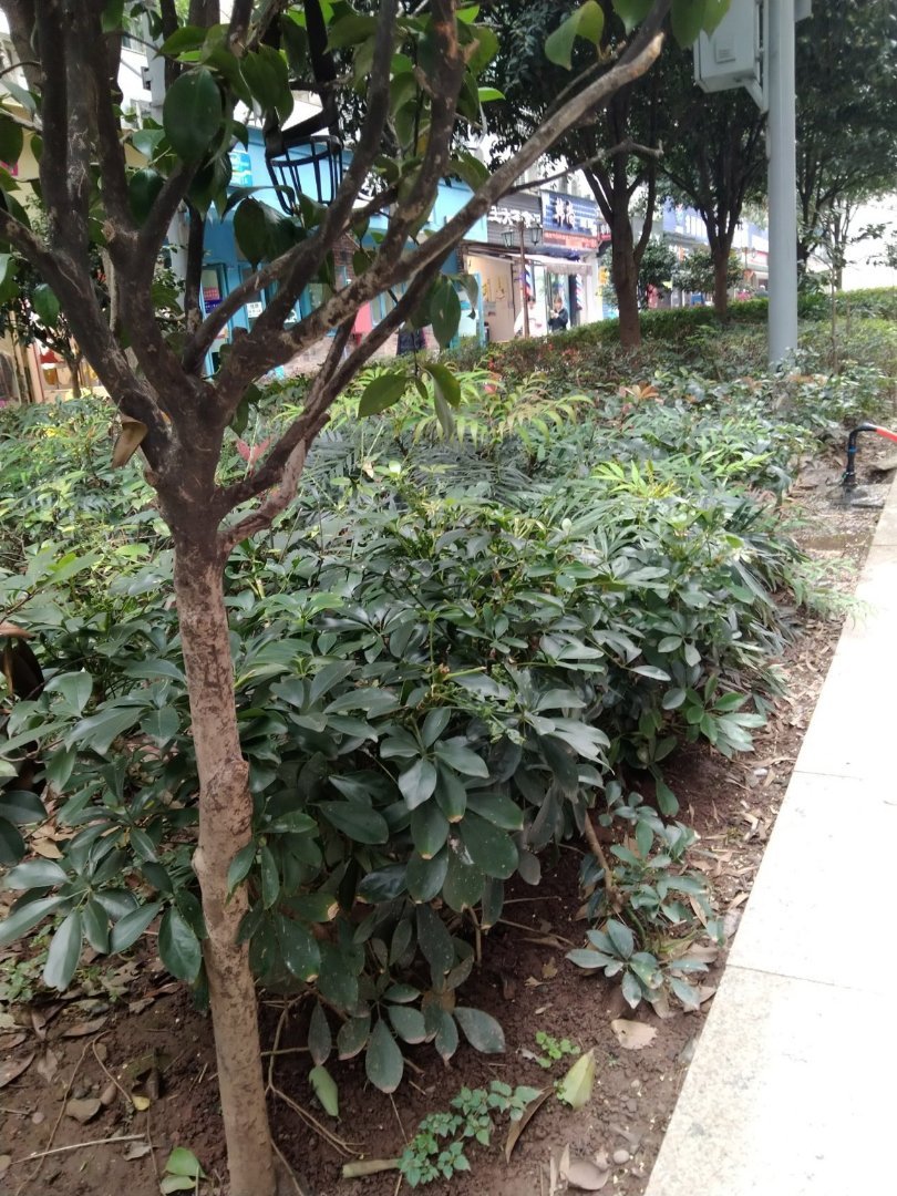 广厦小区,广厦区小区60多3房拎包入住带花园坝坝10