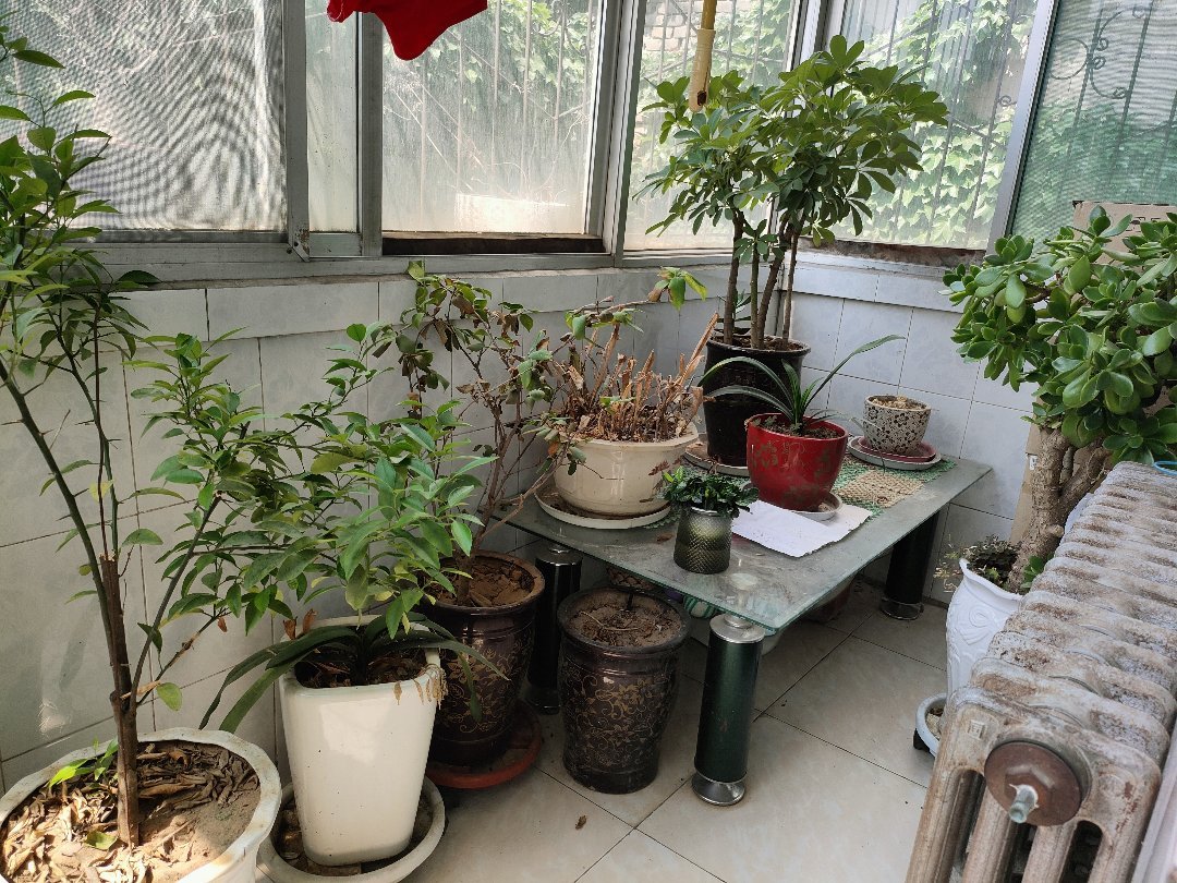 中药材家属院,精品好房,楼层好,视野广,中药材家属院3室2厅1卫1阳台!4