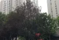 北城国际中心小区图片6