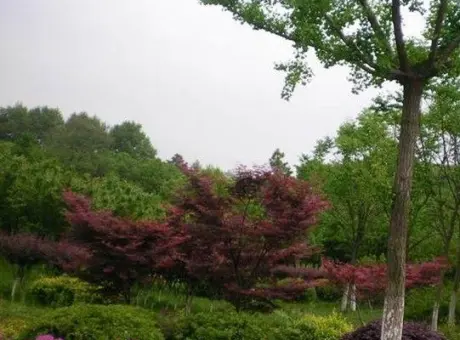 南江花苑-浦口区江浦街道南江花苑珠江镇