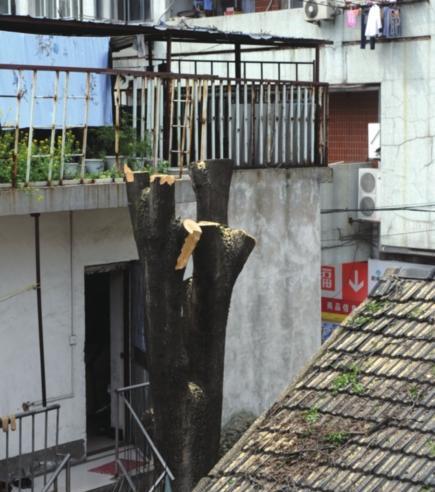 百花井大院小区图片