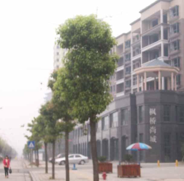 枫桥尚城小区图片