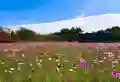 鸿信南茶御景楼盘图20
