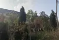 龙山希思庄园楼盘图61