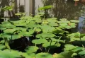 水雲间楼盘图46