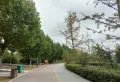 金秋华府楼盘图11