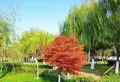 阳光城青山湖大境楼盘图23
