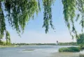 凤凰雅筑楼盘图11