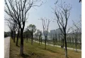 会龙山·溪谷楼盘图27