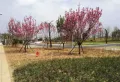 花雨湖畔楼盘图24