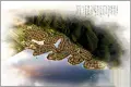 山湖鹭岛户型图