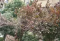 万联春晓翠庭小区图片2