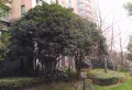 上海绿城小区图片15