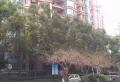 上海绿城小区图片11