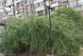 水清嘉苑小区图片3