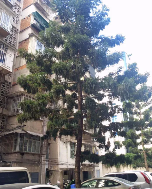 杨桥西新村小区图片10