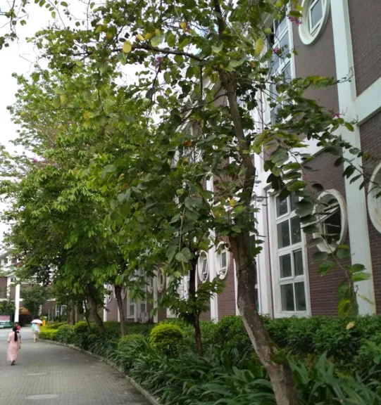博仕后缘墅小区图片8