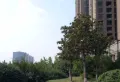 铭轩国际小区图片4