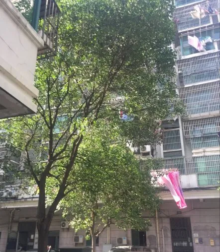 阅江花苑小区图片4