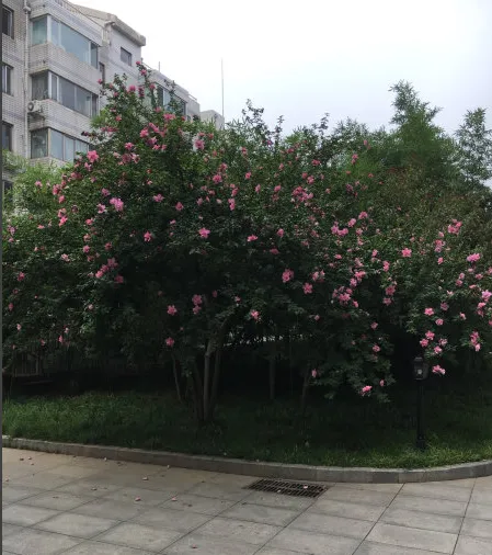 鸿运花园小区图片4