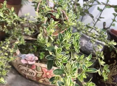 南湖区|虹泰西区4室2厅2卫出售