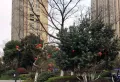 信达香格里小区图片2