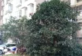 亚美国际花园小区图片4