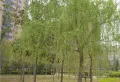 亿龙金河湾小区图片3