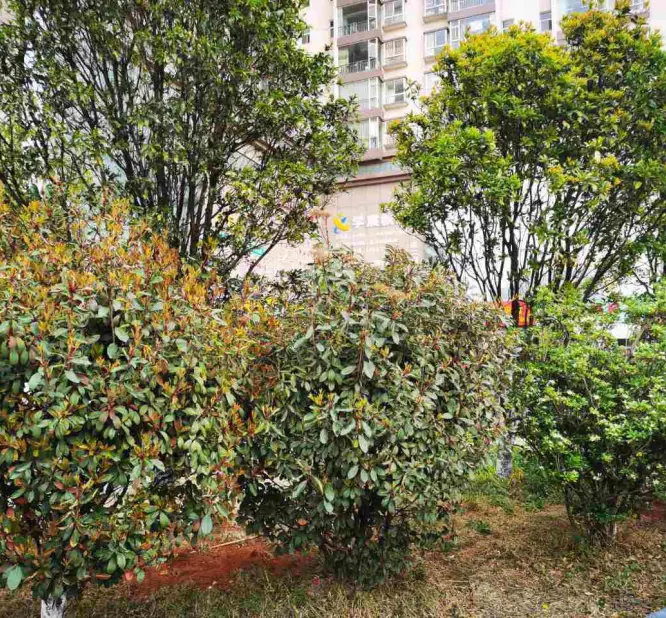 书苑彼岸小区图片9