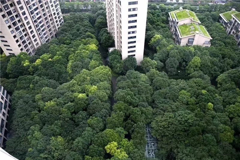 中鹰黑森林,建在公园里的高科技住宅-十年只造一个楼盘12