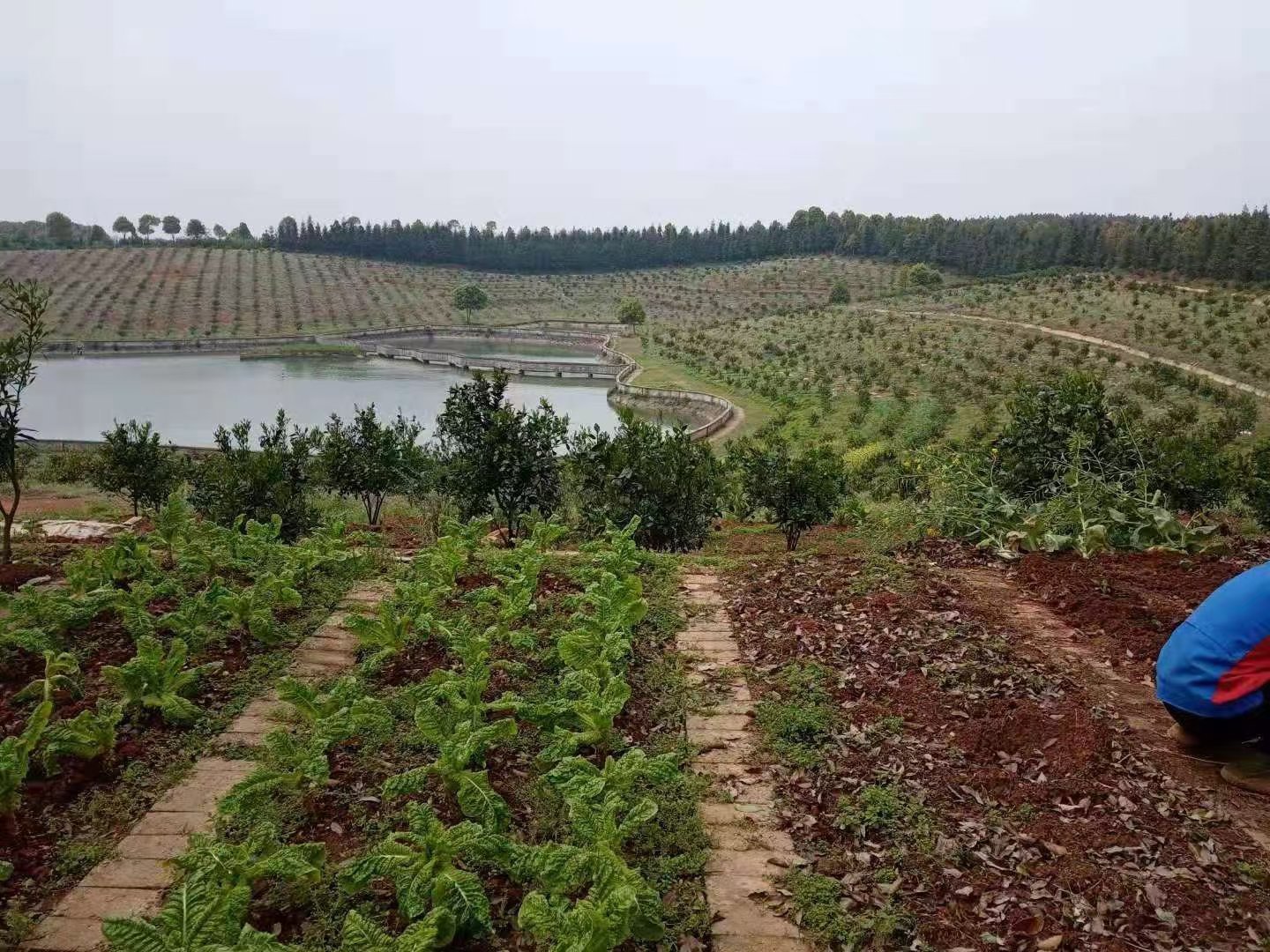 东站小区,青阳农庄，占地300亩，果树1万株已挂果，外加40亩水库1