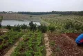 青阳农庄，占地300亩，果树1万株已挂果，外加40亩水库1