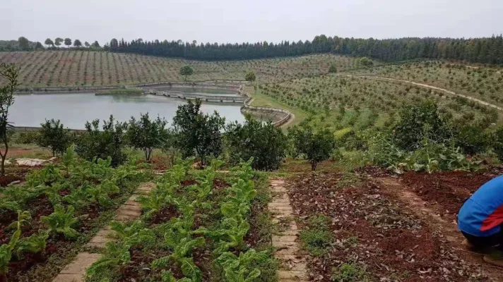 青阳农庄，占地300亩，果树1万株已挂果，外加40亩水库