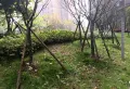 香榭国际 清水大三室带地下停车场 绿化好 品质小区 带大平台13