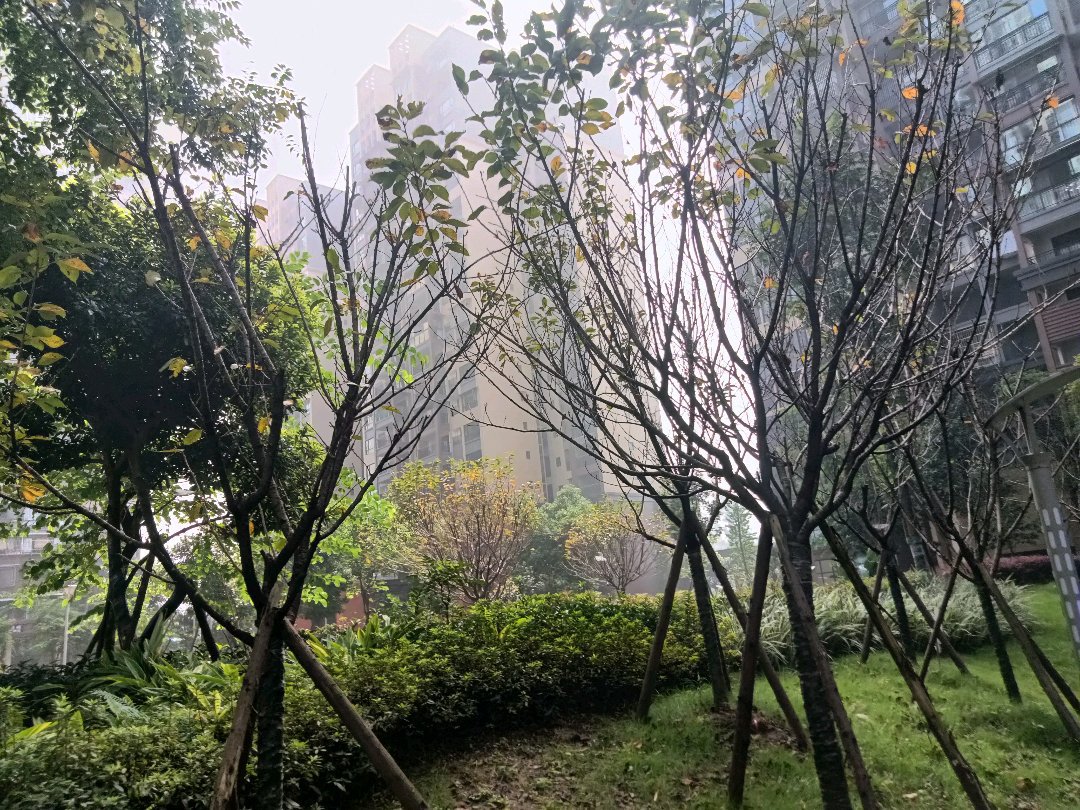 西湖香榭国际,香榭国际 清水大三室带地下停车场 绿化好 品质小区 带大平台14