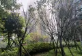 香榭国际 清水大三室带地下停车场 绿化好 品质小区 带大平台14