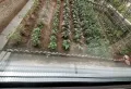 幸福e家两室两厅有菜地停卖4