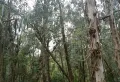 是一片山林，可以种植，养植都可以2