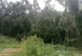 是一片山林，可以种植，养植都可以5
