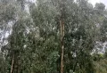 是一片山林，可以种植，养植都可以8