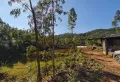 中石坝水库里面500亩山林出租出售3