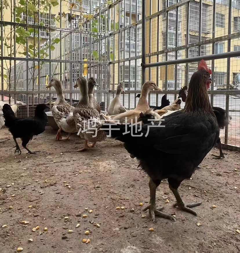 慈云南路,超大露台100多平，地下车库封闭式31平，品牌，家具家电送7